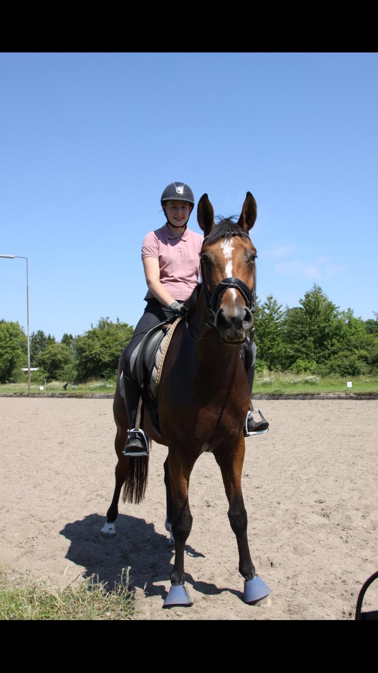 Dansk Varmblod Bjerresmindes Fiona billede 2