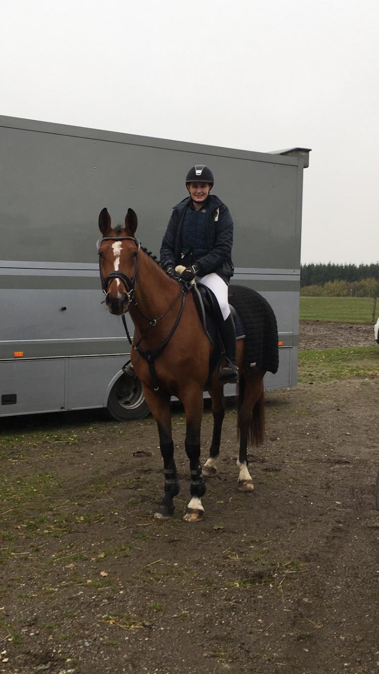 Dansk Varmblod Bjerresmindes Fiona - Til Dansk Varmblod kåring billede 1