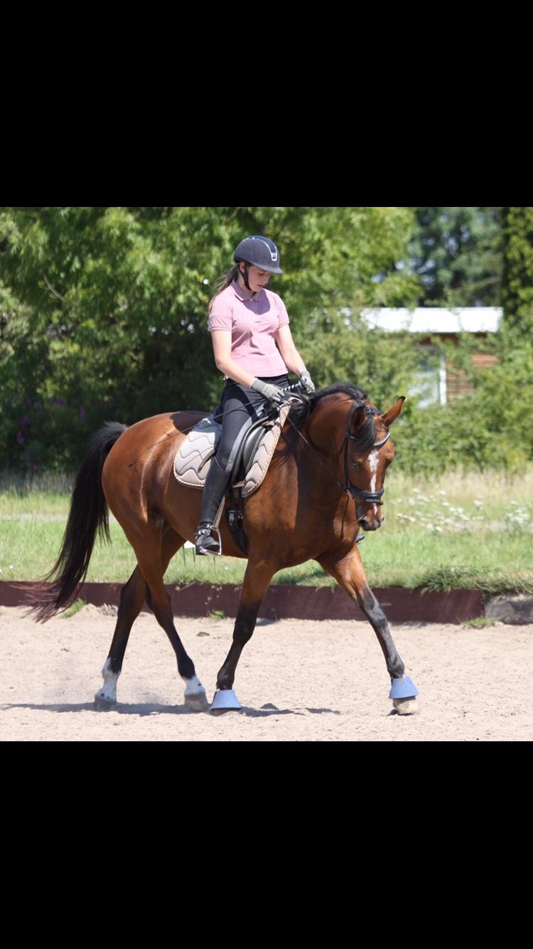 Dansk Varmblod Bjerresmindes Fiona billede 5