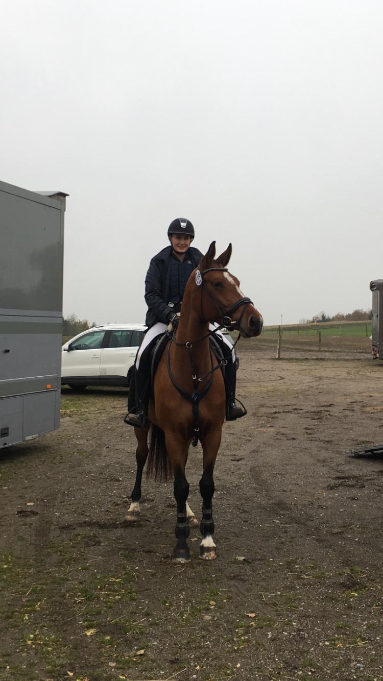 Dansk Varmblod Bjerresmindes Fiona billede 7