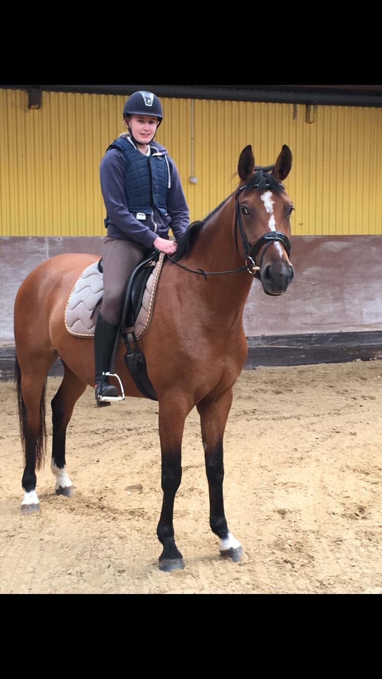 Dansk Varmblod Bjerresmindes Fiona - Første gang jeg sad på hende billede 3