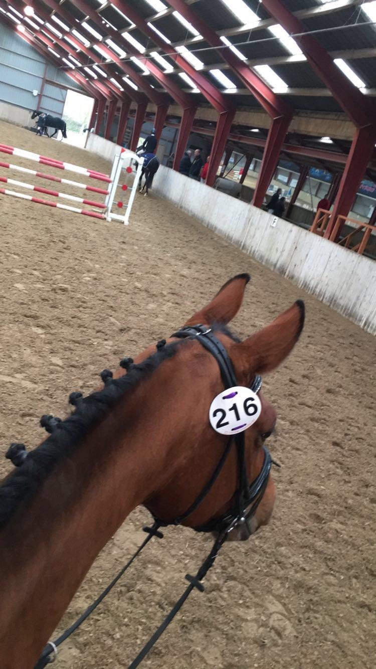 Dansk Varmblod Bjerresmindes Fiona - Til Dansk Varmblod kåring billede 10