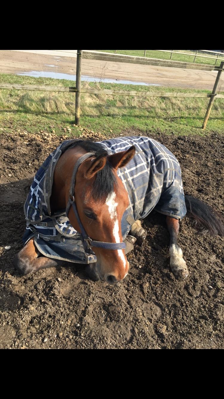 Dansk Varmblod Bjerresmindes Fiona billede 14