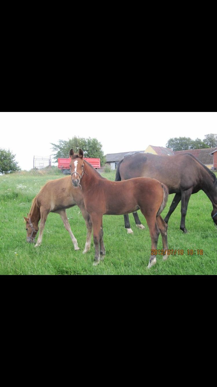 Dansk Varmblod Bjerresmindes Fiona billede 13