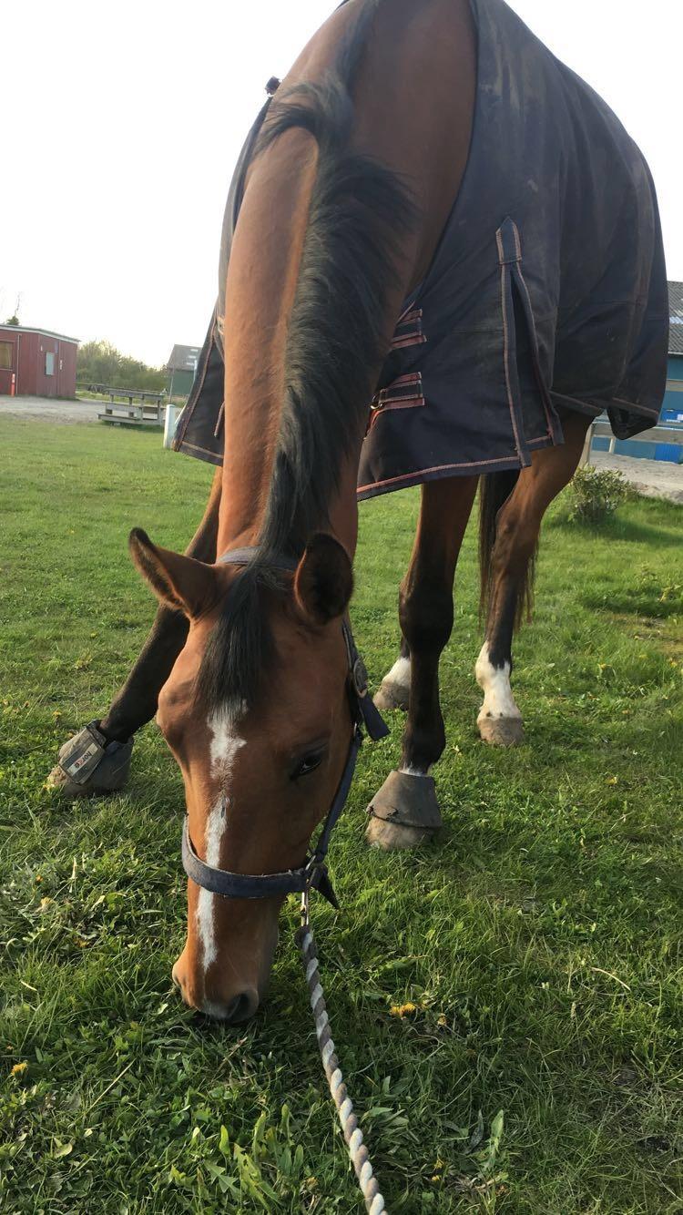 Dansk Varmblod Bjerresmindes Fiona billede 15
