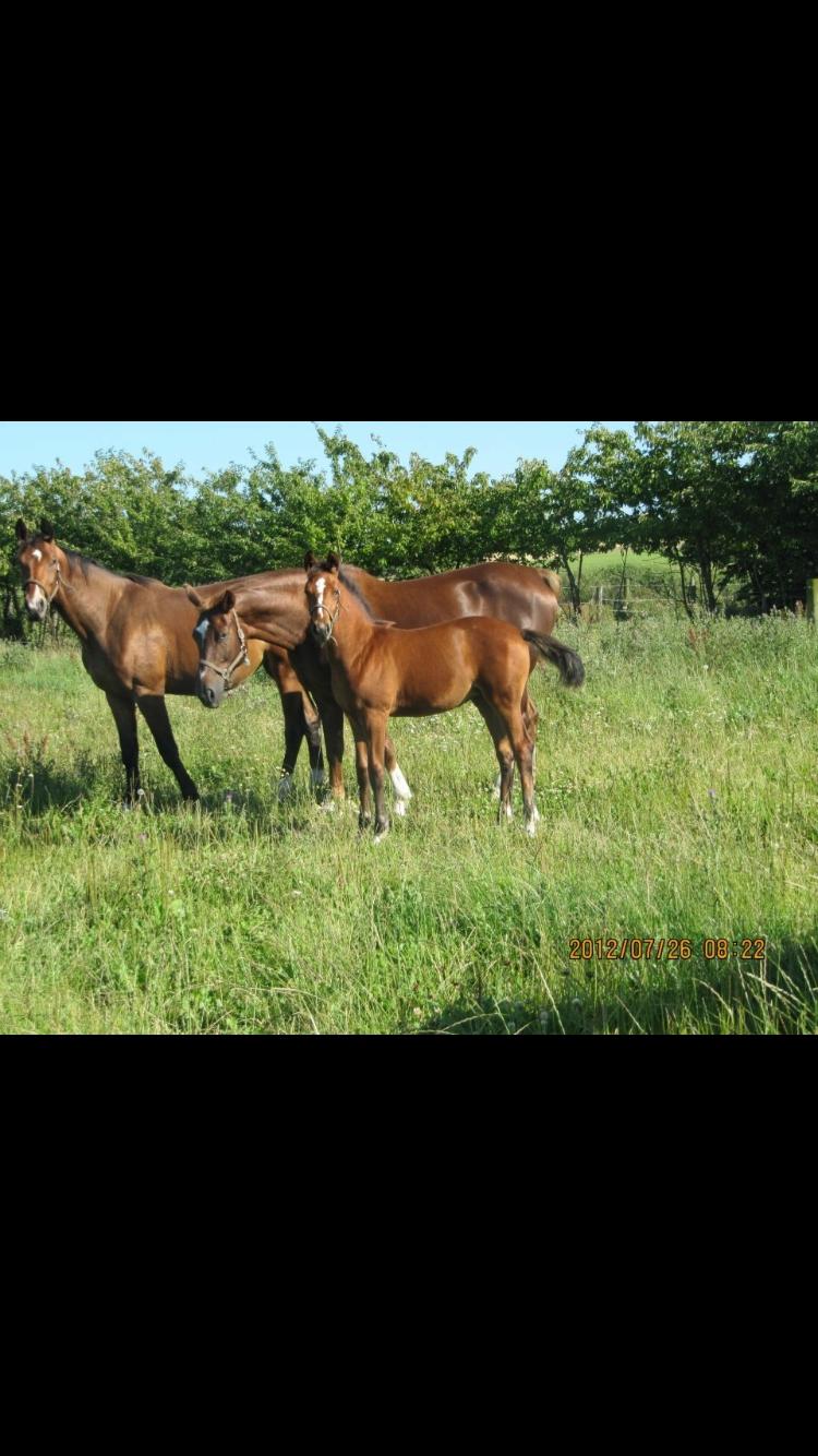 Dansk Varmblod Bjerresmindes Fiona billede 17