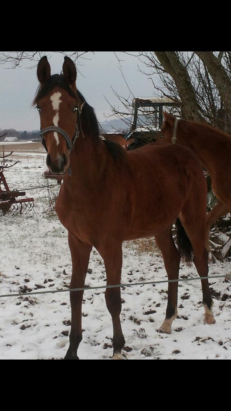 Dansk Varmblod Bjerresmindes Fiona billede 16