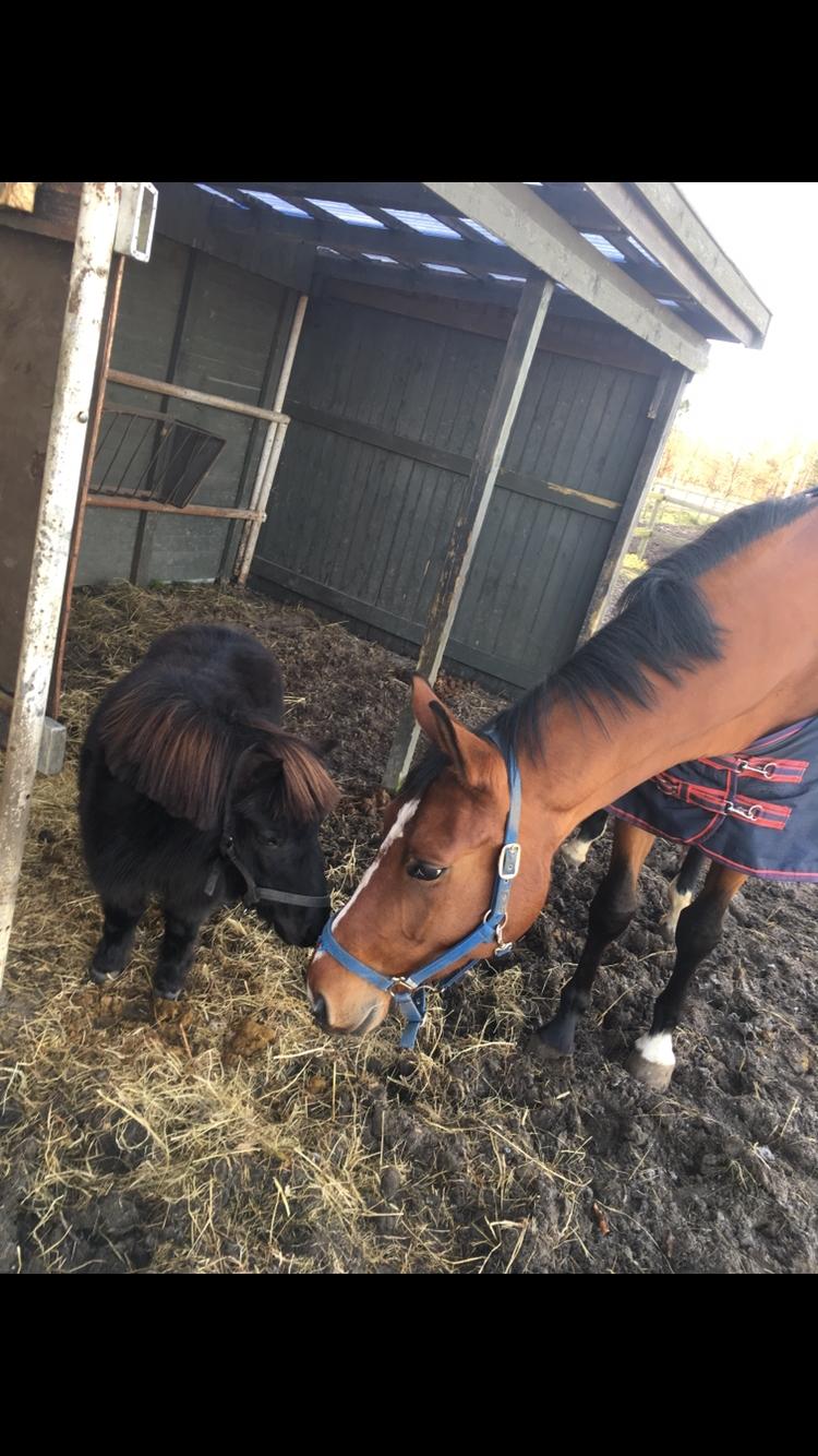 Dansk Varmblod Bjerresmindes Fiona billede 18