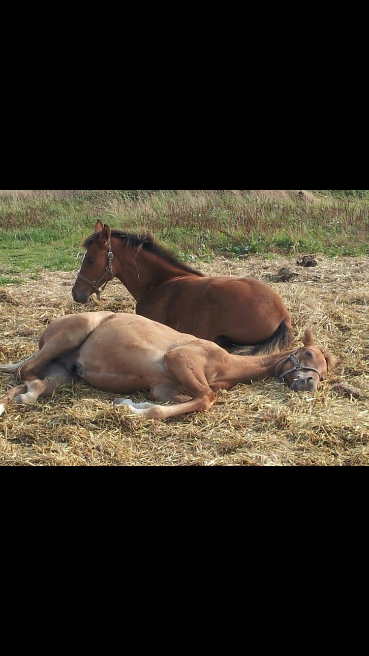 Dansk Varmblod Bjerresmindes Fiona - Fiona den bagerste billede 20