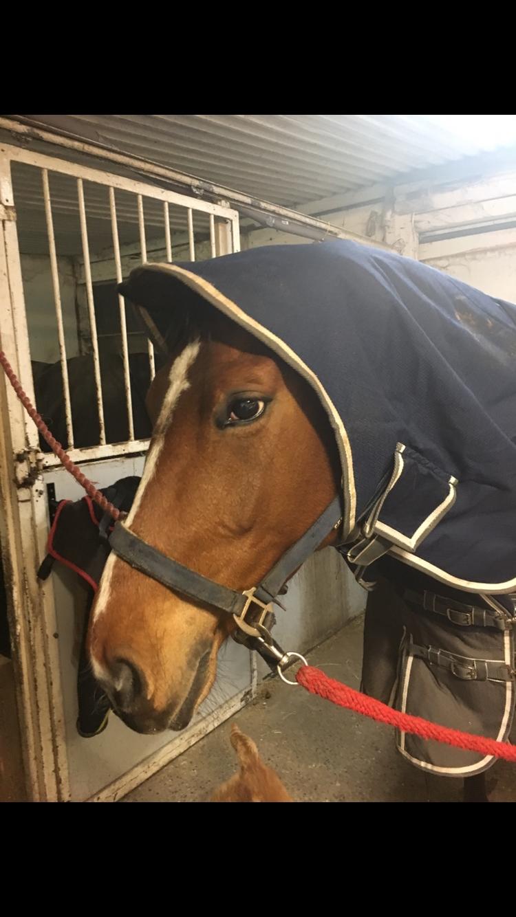 Dansk Varmblod Bjerresmindes Fiona - Det er ikke sådan når man har en kort springhals billede 19