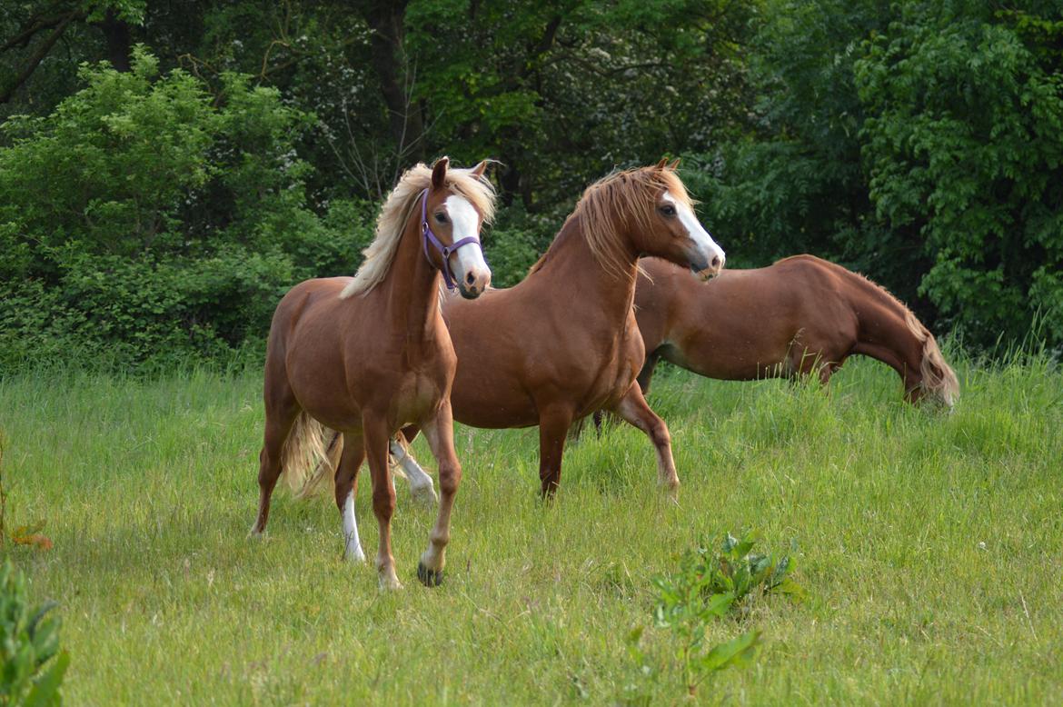 Welsh Pony af Cob-type (sec C) Rosengårdens Nadina - Nadina i midten og hendes døtre 02/06-17 billede 1