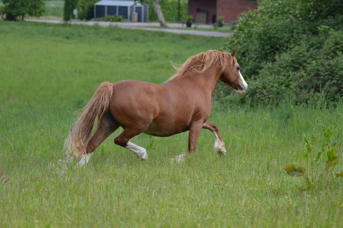 Welsh Pony af Cob-type (sec C) Rosengårdens Nadina billede 2