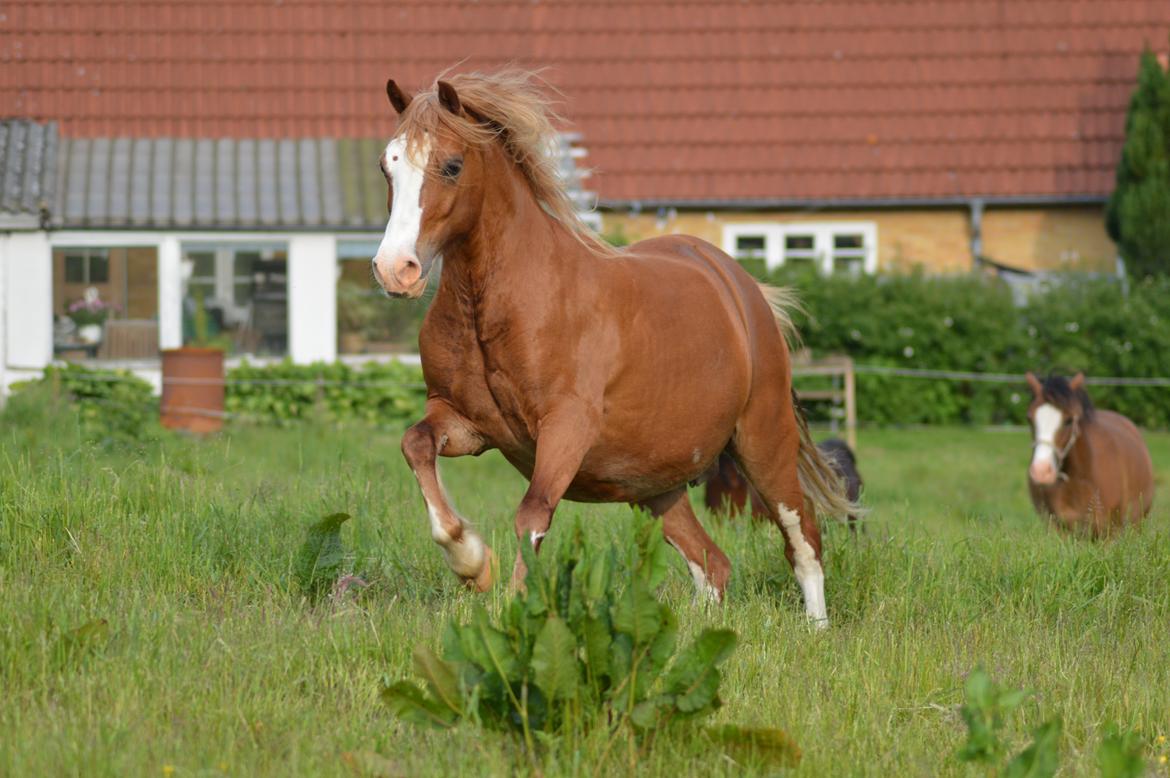Welsh Pony af Cob-type (sec C) Rosengårdens Nadina billede 3