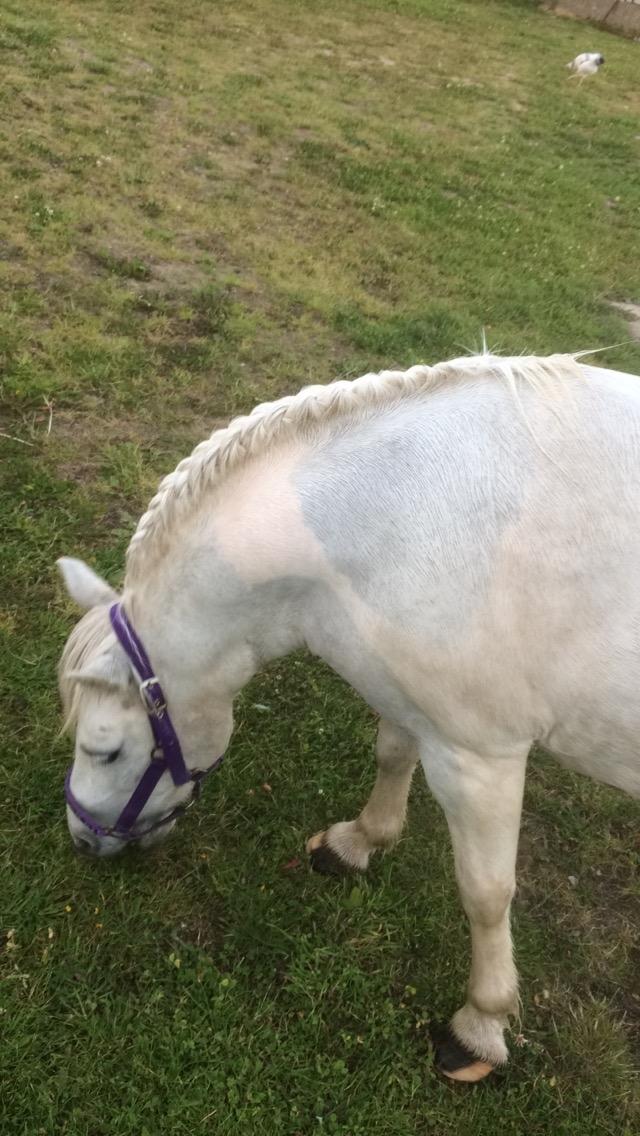 Anden særlig race Awers Lady GaGa billede 12