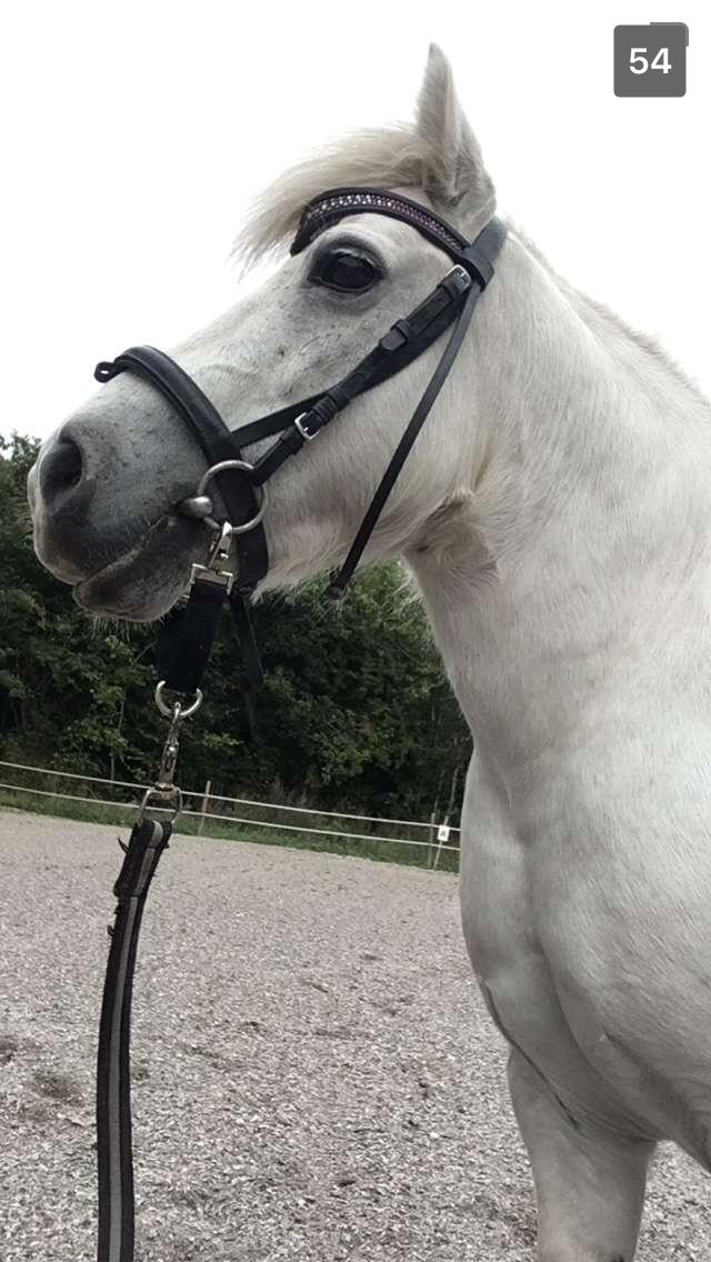 Anden særlig race Awers Lady GaGa billede 14