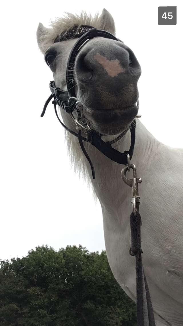 Anden særlig race Awers Lady GaGa billede 16