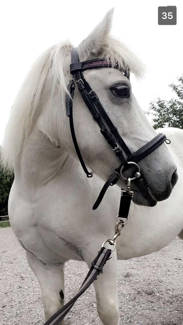 Anden særlig race Awers Lady GaGa billede 17