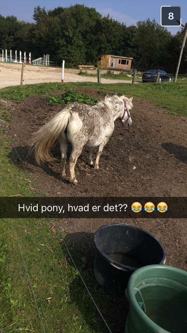 Anden særlig race Awers Lady GaGa billede 13