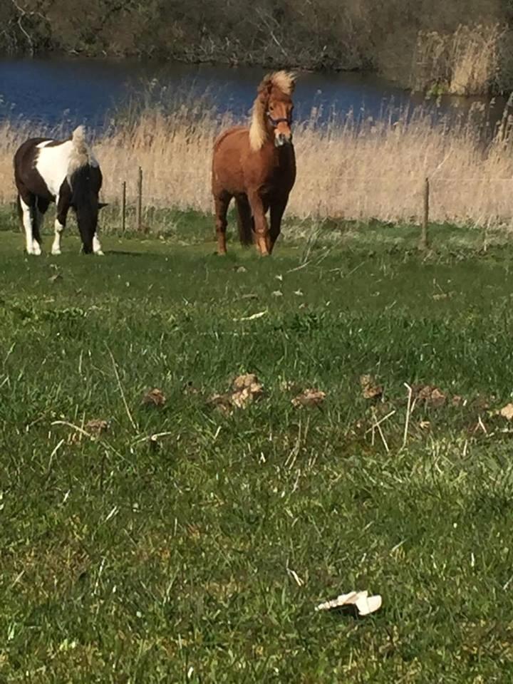 Islænder Jökull  - Få timer efter ankomst billede 2
