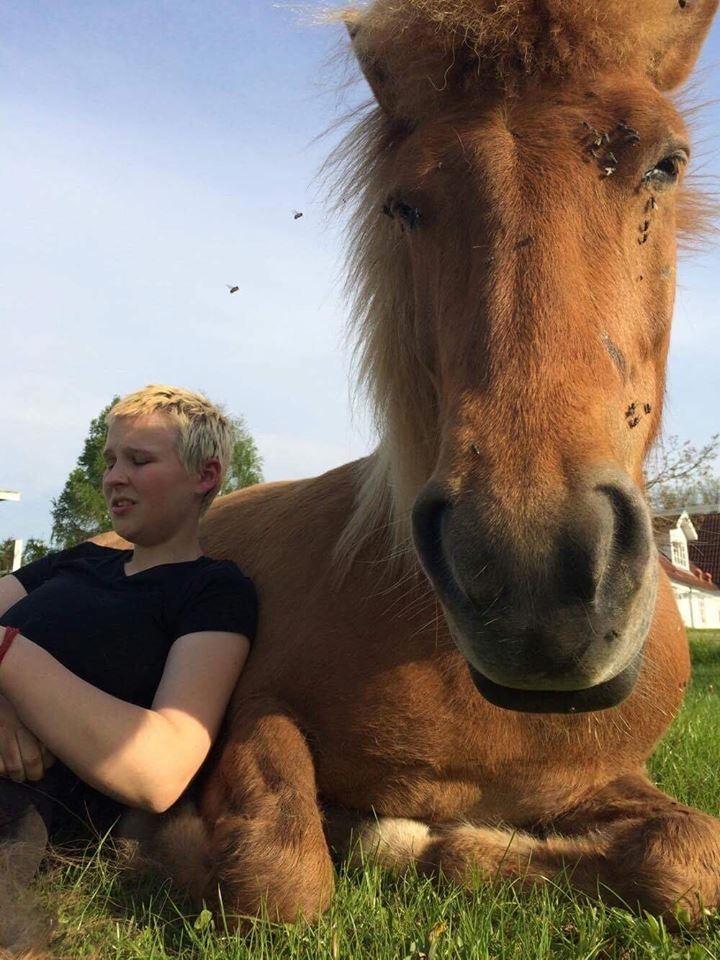 Islænder Jökull  billede 3