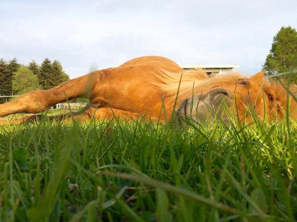 Islænder Jökull  - Sleepy pony billede 1