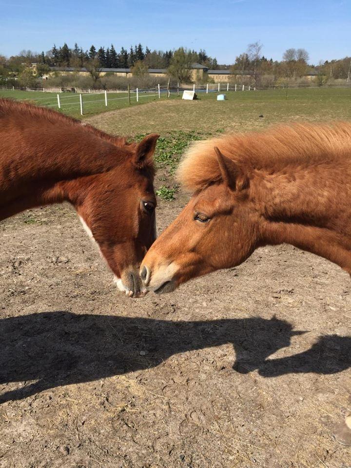 Islænder Jökull  billede 4