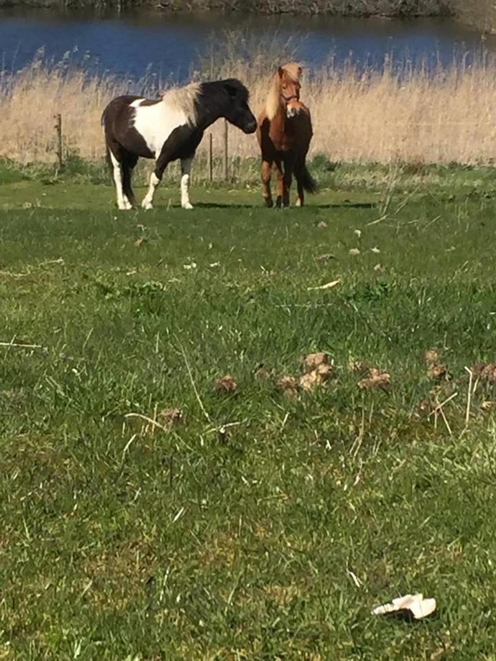 Islænder Jökull  billede 5