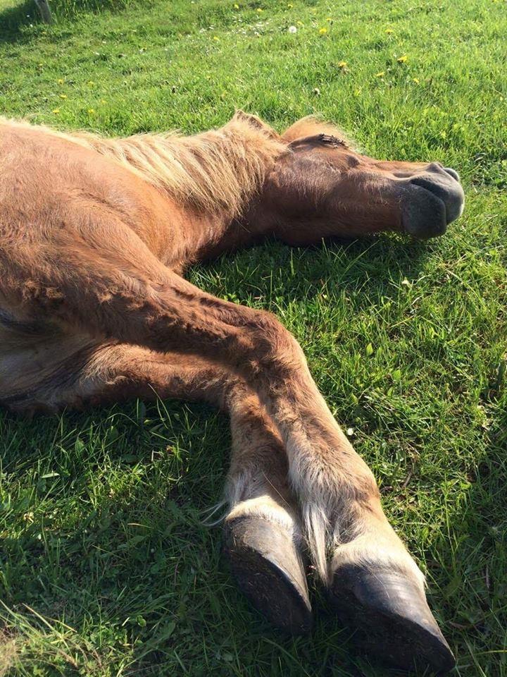 Islænder Jökull  billede 10