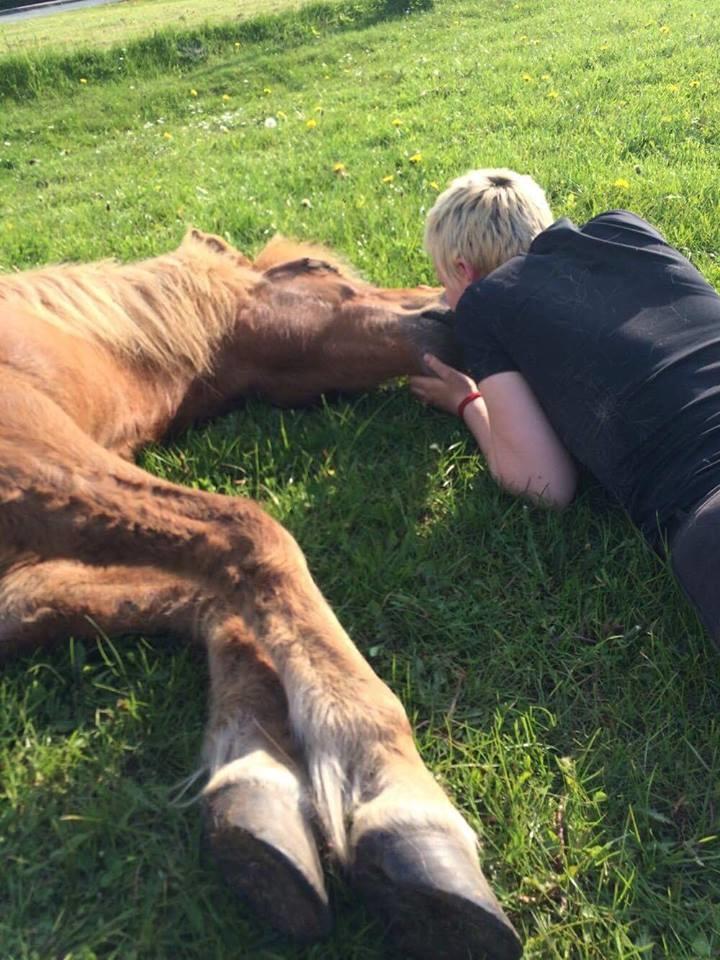Islænder Jökull  billede 6
