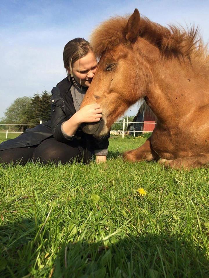 Islænder Jökull  billede 8