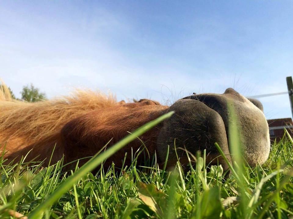 Islænder Jökull  billede 9