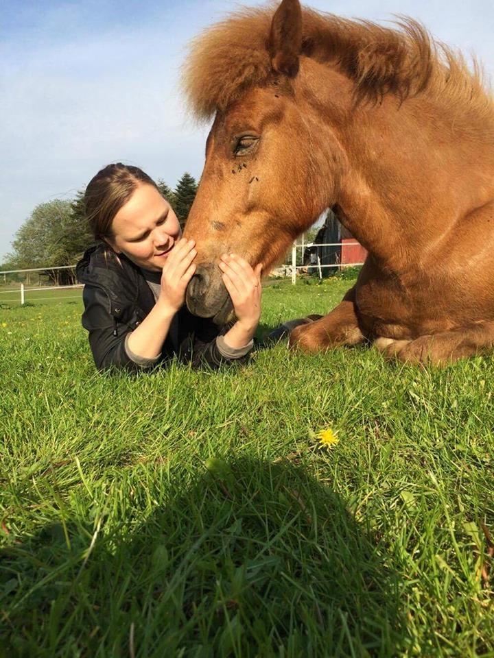 Islænder Jökull  billede 7