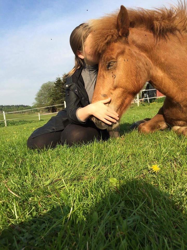 Islænder Jökull  billede 11