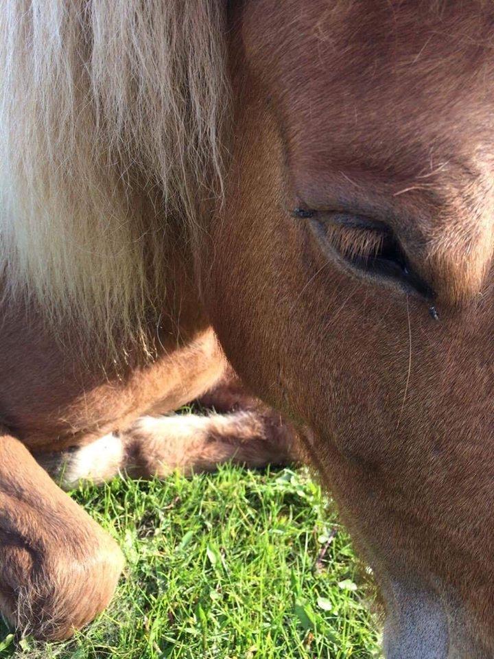 Islænder Jökull  billede 12