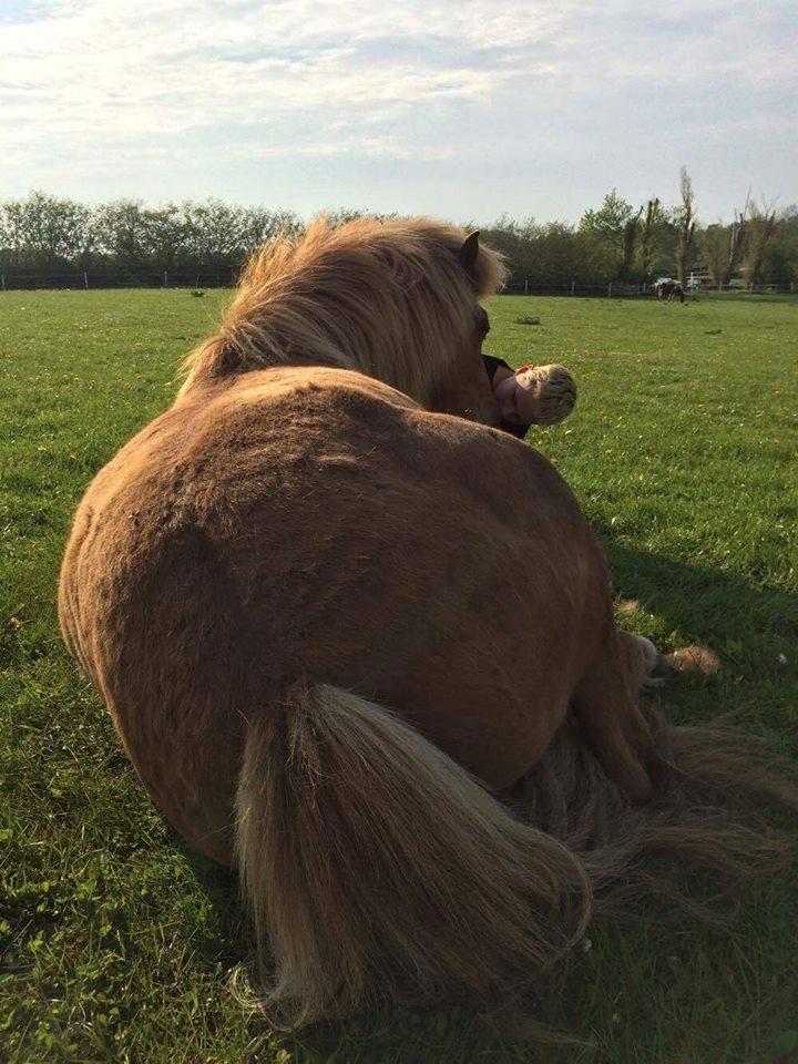 Islænder Jökull  billede 13