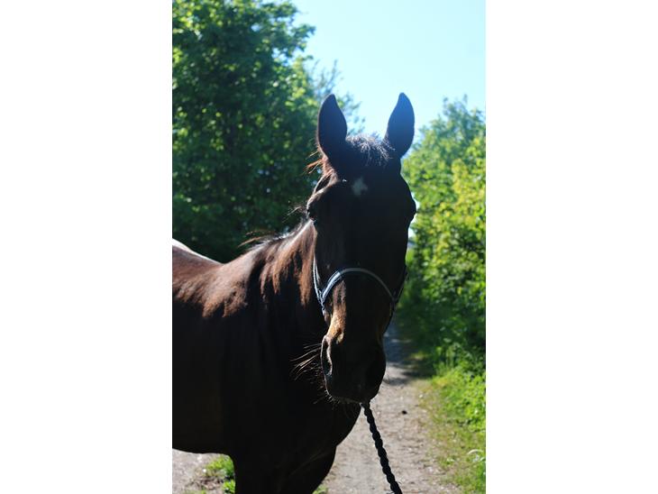 {{currentPhoto.altText}} billede {{currentPhoto.number}}