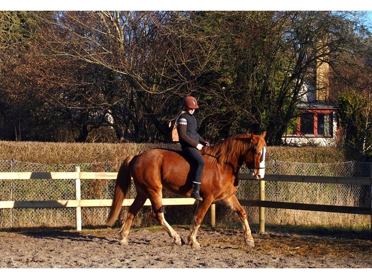 {{currentPhoto.altText}} billede {{currentPhoto.number}}