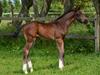 Dansk Varmblod Romeo L [Tidl. hest]