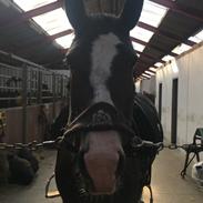 Anden særlig race Bella