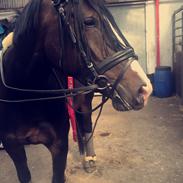 Anden særlig race Bella