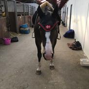 Anden særlig race Bella