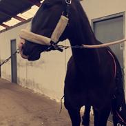 Anden særlig race Bella