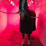 Anden særlig race Bella