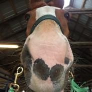 Dansk Varmblod Hoffa