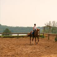Dansk Varmblod Hoffa
