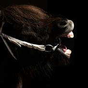 Shetlænder Kærsgårds emma