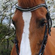 New Forest Chico (solgt)