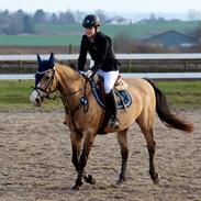 Welsh Partbred (Sec F) Kimberley