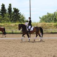 Tysk Oldenburger Georgia B.