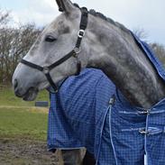 Dansk Varmblod Royal Legacy